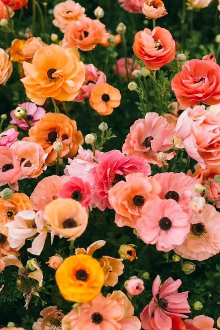 gipjazes flower pictures. 13.jpeg