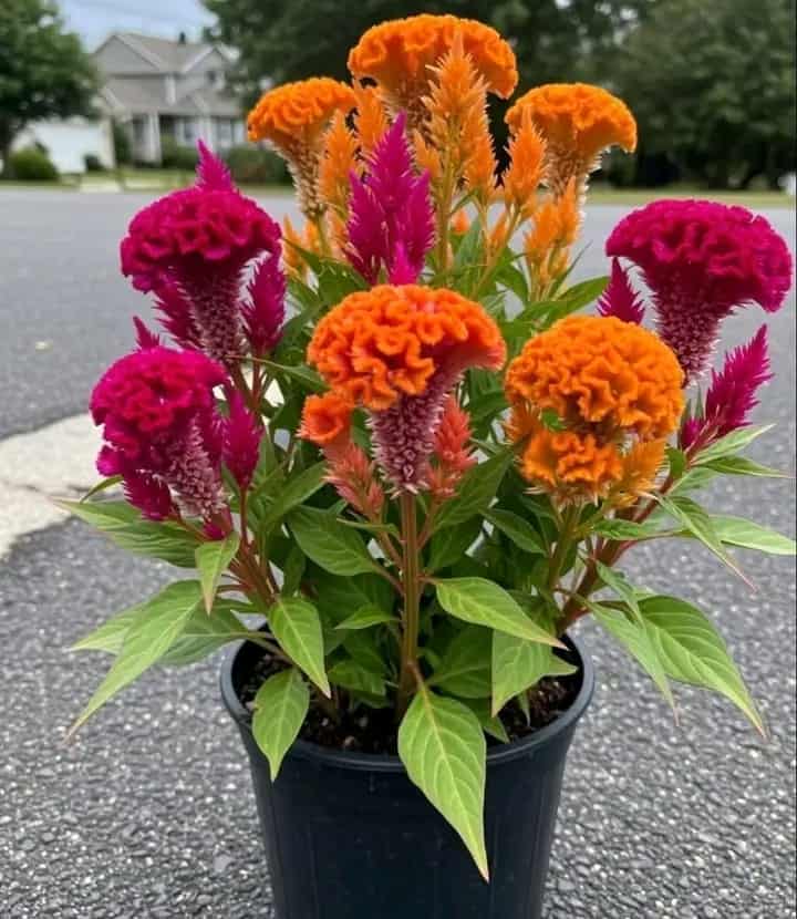 gipjazes flower pictures. 16.jpeg