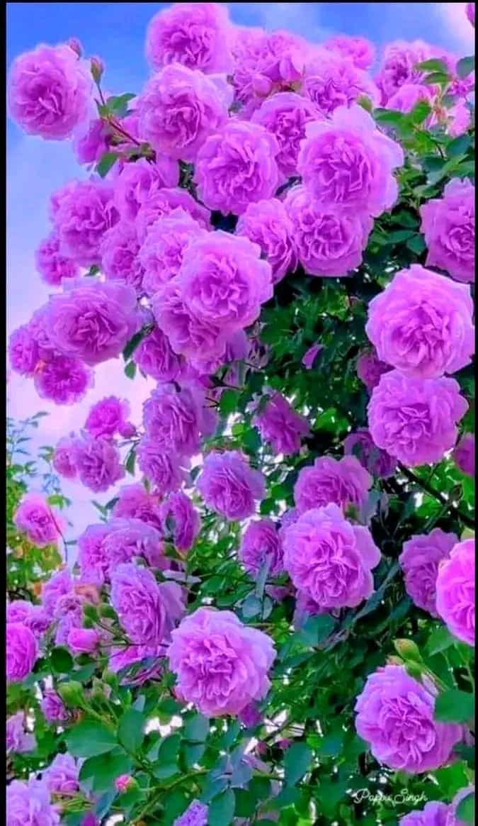 gipjazes flower pictures. 35.jpeg