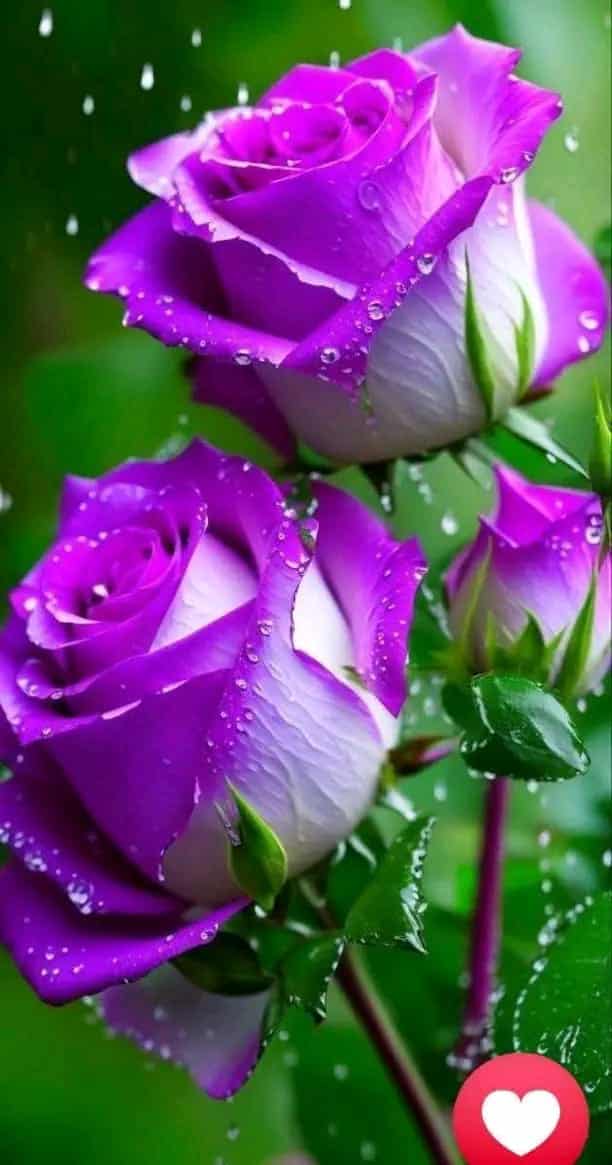 gipjazes flower pictures. 37.jpeg